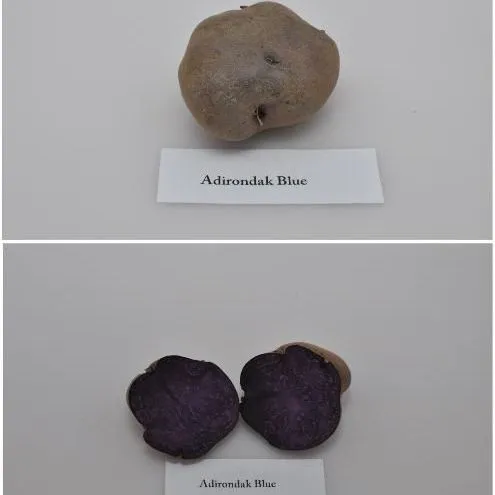 thumbnail for publication: University of Florida Potato Variety Trials Spotlight: 'Adirondack Blue'